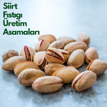 Siirt Fıstığı Üretimi