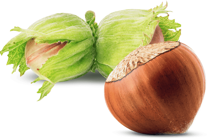 //kuryemis.myshopify.com/cdn/shop/files/findik-cig-kabuklu-121_684x752.png?v=1698132014